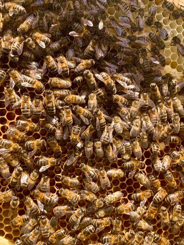 Sheffield House Farm Honey