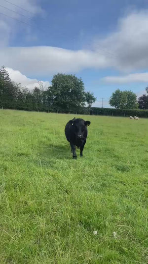 Grass-Fed Dexter Beef Box | 21 Days Aged | 9-10kg